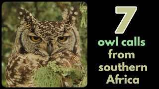 7 owl calls from southern Africa [upl. by Cecelia]