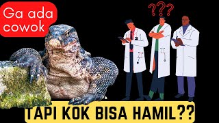 Penjelasan Partenogenesis pada Komodo [upl. by Enetsirk]