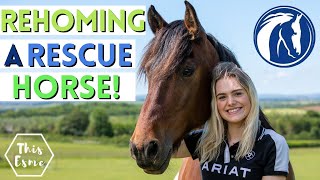 Rehoming a Rescue Horse World Horse Welfare  AD This Esme [upl. by Anrim]