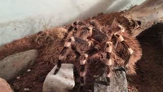 Acanthoscurria geniculata eating first time in months [upl. by Blackmore864]