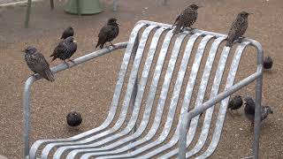 Starlings waiting for a table [upl. by Murry363]