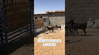 اكسبلور foryou explore animals ترند goat automobile خيل [upl. by Chaudoin]