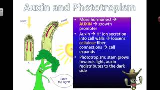 Auxins and Phototropism 2016 [upl. by Cirdes765]