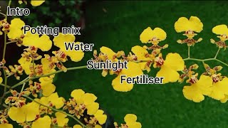 Oncidium orchid care Dancing lady potting mixwater fertiliser sunlightcosthow to select plant [upl. by Abil]