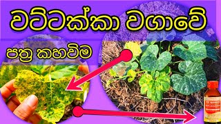 රසායනික ප්‍රතිකාර රෝගය පාළනය ට පමණි  pumpkin [upl. by Atinal]