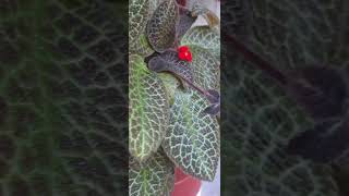 EPISCIA Plant Beautiful Bloom and Gorgeous Velvet leaves 🍃 [upl. by Resneps]