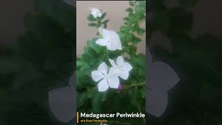 Madagascar Pperiwinkle  Rose Periwinkle environment gardening gogreen nature [upl. by Rehpinej848]