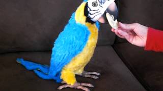 FurReal Parrot How To Play without Remote [upl. by Wanfried]