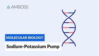 Sodiumpotassium ATPase Active Transport [upl. by Nosirb516]