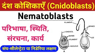 Cnidoblasts or Nematoblasts  Nematoblasts structure and function  दंश कोशिकाएँ सीलेन्ट्रेटा संघ [upl. by Ramey64]