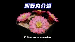 鹿角柱属明石丸Echinocereus pulchellus介绍 [upl. by Huoh822]