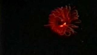 Operation Deep Scope 2005 EyeintheSea Bioluminescence [upl. by Mei]