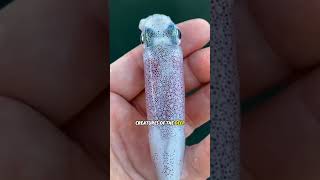 ColorChanging Magic 🦑 Watch This Squid Transform Before Your Eyes [upl. by Cirtemed]