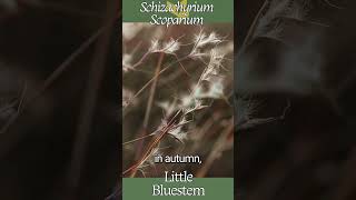 Little Bluestem Schizachyrium scoparium [upl. by Esemaj198]