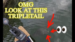 Fishing TAMPA BAY for TRIPLETAIL N Sheepshead viral fishing youtubeshorts [upl. by Soelch]