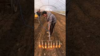 Can Soil solarization be the effective for field satisfying shots soil solarization [upl. by Gayl115]