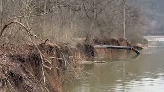 Ancient Shagbark Hickory Taken By The River [upl. by Loria]