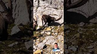 Ibex shows his strength his antlers next to two other ibexes animals [upl. by Erdnaet]