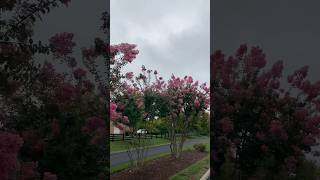 Beautiful crape Myrtle tree blooming flowers landscaping [upl. by Eynahpets577]