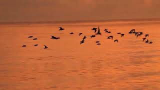 Shorebirds at Twilight [upl. by Mallen696]