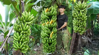 2 year living in forest harvest bananas to sell to earn money buy land build farm Thanh trieu tv [upl. by Niko363]