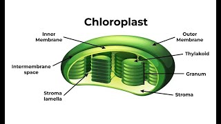 Understanding Chloroplasts  The Powerhouse of Plant Cells 4 Minutes [upl. by Anelav]