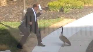 Goose Attacks Businessman LOL [upl. by Fang]