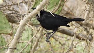 Carib Grackle Quiscalus lugubris Aruba 11 5 2019 Antonio Silveira [upl. by Nnylsia]