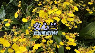 文心兰，也叫跳舞兰，小而美的兰花。Oncidium，Dancing Lady Orchid [upl. by Ern]