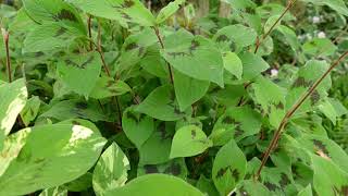 Persicaria virginiana var filiformis [upl. by Jarlath820]