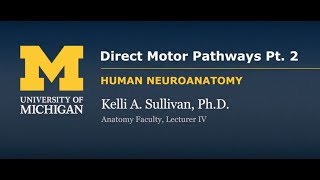 Nervous System Direct Motor Pathways part 2 [upl. by Yatnohs]