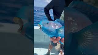 parrotfish colorfullfish ocean fishing polarblueparrotfish saltwaterfishing bloodparrotfish [upl. by Spark]