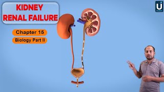 Kidney Renal Failure in Urdu  Hindi  12th Class Biology  Chapter 15  Ucademy [upl. by Mark192]