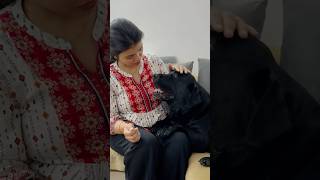 Lucky Loves His Mom doglover lucky [upl. by Sheffie]