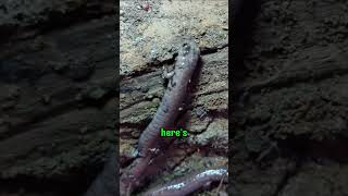 Why This Lungless Creature is Closer to You Than You Thinkfacts shortsfeed ytshorts [upl. by Tshombe992]