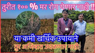 तुरीतील मर १०० येणार नाही।कमी खर्चिक उपाय।Pigeonpea Wilting [upl. by Crofoot]