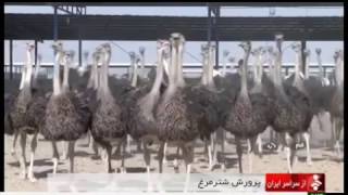 Iran Ostrich farming amp Egg handling Qom province پرورش شترمرغ و تخم شترمرغ قم ايران [upl. by Florencia201]