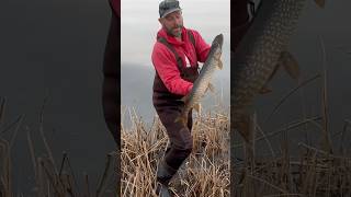 Northern Pike Fishing From Shore [upl. by Ltihcox]