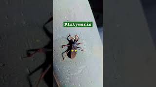 Platymerisप्लैटिमेरिसAssassin bugsinsecttwospotted assassinbugvenomous predatorybugsuper shy [upl. by Aleron63]