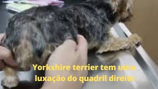 Um yorkshire terrier tem uma luxação do quadril direito [upl. by Ivy]