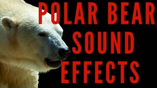 POLAR BEAR SOUND EFFECTS  Polar Bear Sounds  maktubytv [upl. by Ulick501]