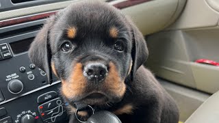 Rottweiler puppy coming home 98 [upl. by Reppiks]