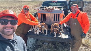 LAST HUNTS OF THE 20232024 RABBIT SEASON Rabbit Hunting with Beagle Dogs 2024 [upl. by Netta]