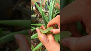 Discover the wonderful uses of aloe vera shorts aloevera [upl. by Ardnoik]