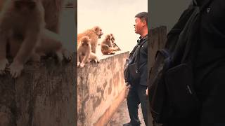 Funny Monkey Moment🐒  Funny video [upl. by Galatea]