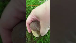 Boletus ReticulatusJuly 2024 asmr asmrmushrooms fungi boletus porchini mushroomhunting [upl. by Yuu]