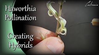 How to Pollinate Haworthia Flowers  Haworthia Pollination Technique  Haworthia Hybrids [upl. by Aicila911]