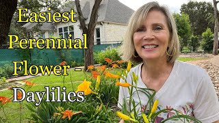 Daylilies The Easiest Perennial Flower amp I have 1000 subscribers [upl. by Nylhsa775]