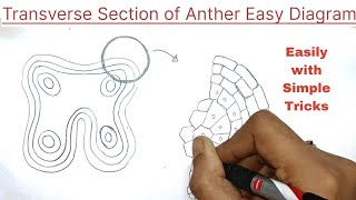 Transverse section of Anther diagram in easy way  transverse section of anther diagram [upl. by Nnaylloh340]