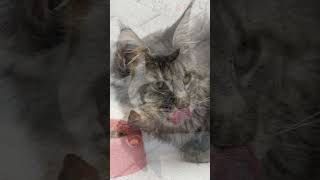 cute kittens cat cute baby short [upl. by Eignat]